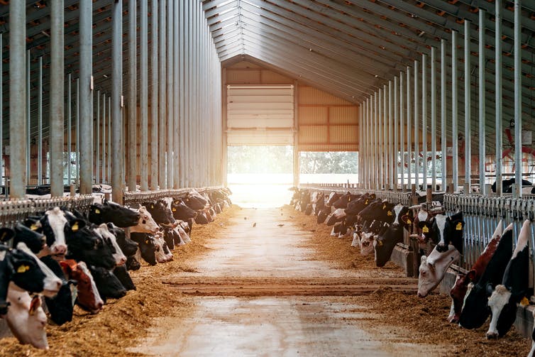 Vaches en cage dans une ferme laitière.